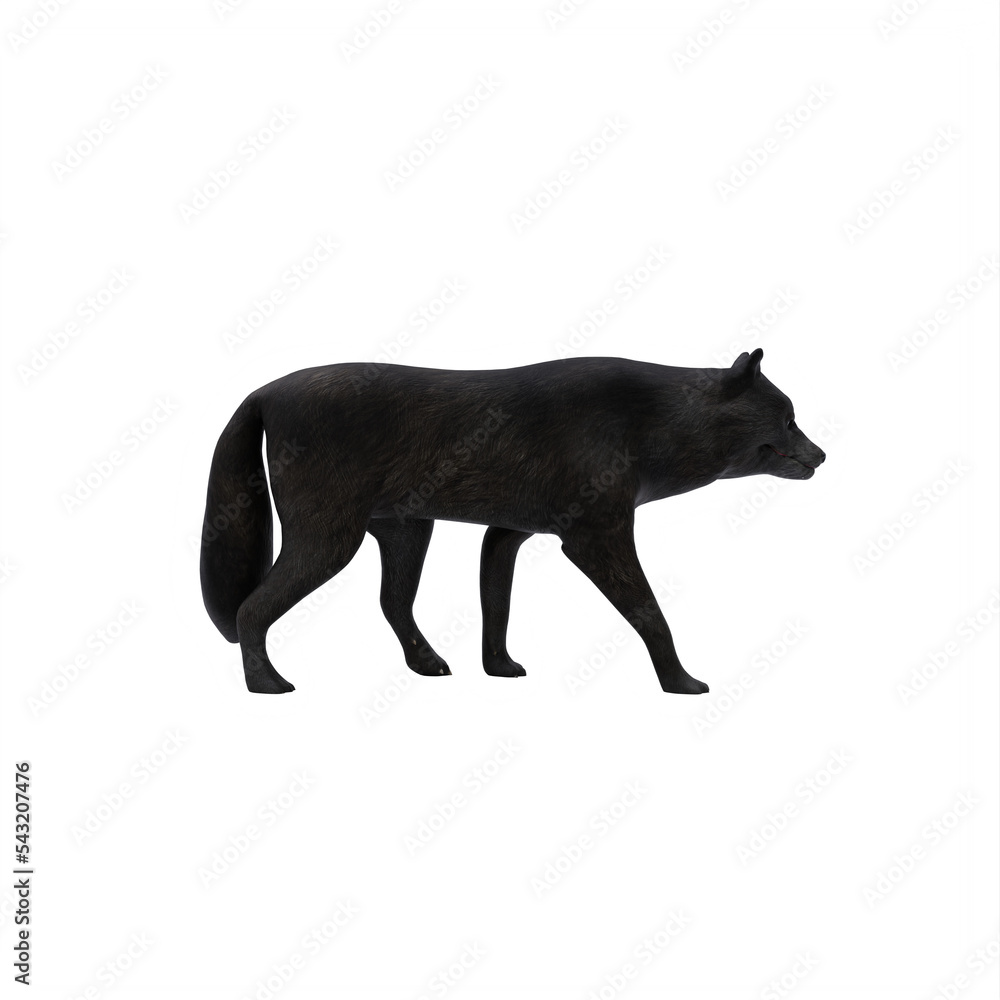 Black wolf isolated on white
