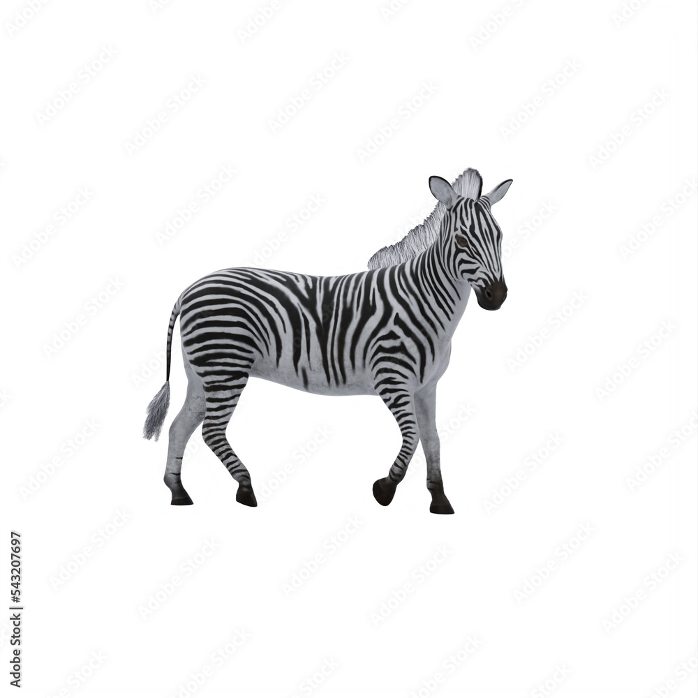 Obraz premium zebra isolated on white