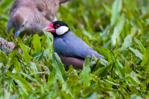 java sparrow