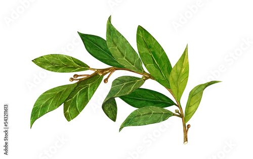 Watercolor bay leaf. Hand draw bay leaves illustration. Herbs object isolated on white background. Laurel sprig of laurel tree herbs