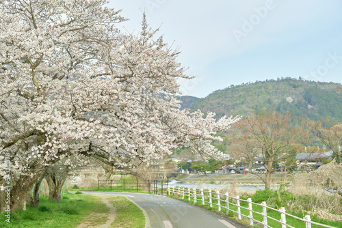 桜