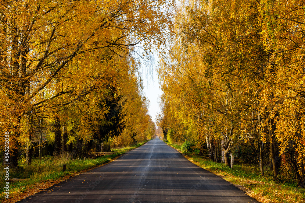 Asphalt road with fallen leaves in the autumn forest