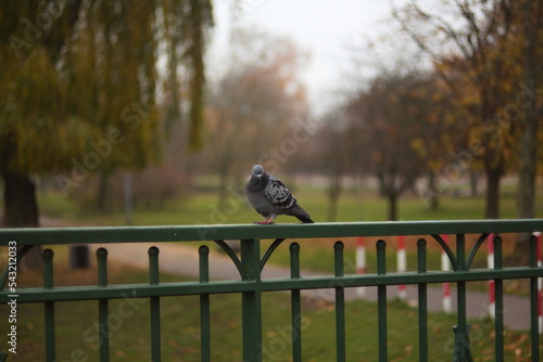 ptak gołąb kaczka park woda