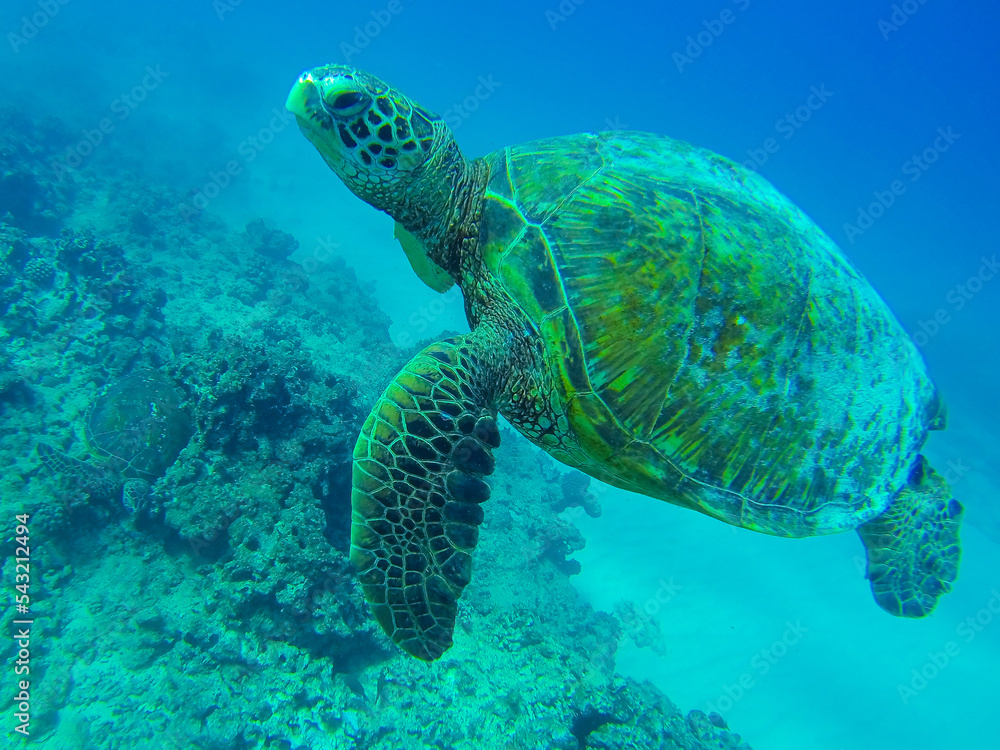 Obraz premium sea turtle swimming