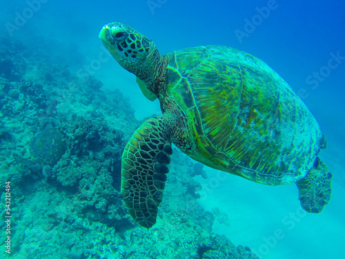 sea turtle swimming © rebecca