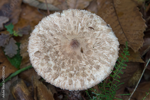champignon coulemelle