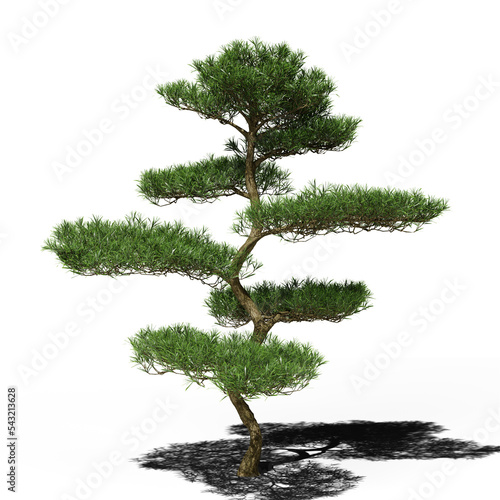 Buddhist pine conifer tree in spring or summer. Hi-res, photorealistic 3d render for architecture visualizations. Natural sun lighting and shadow. photo