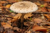 High-angle macro view of a parasol mushroom growing between the autumn leaves