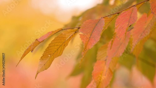 Close Shot Of Zelkova Serrata Foliage During Autumn Season. Macro photo