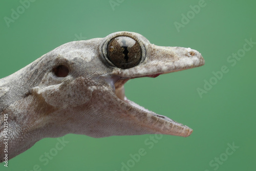 Flying gecko closeup head with isolated background