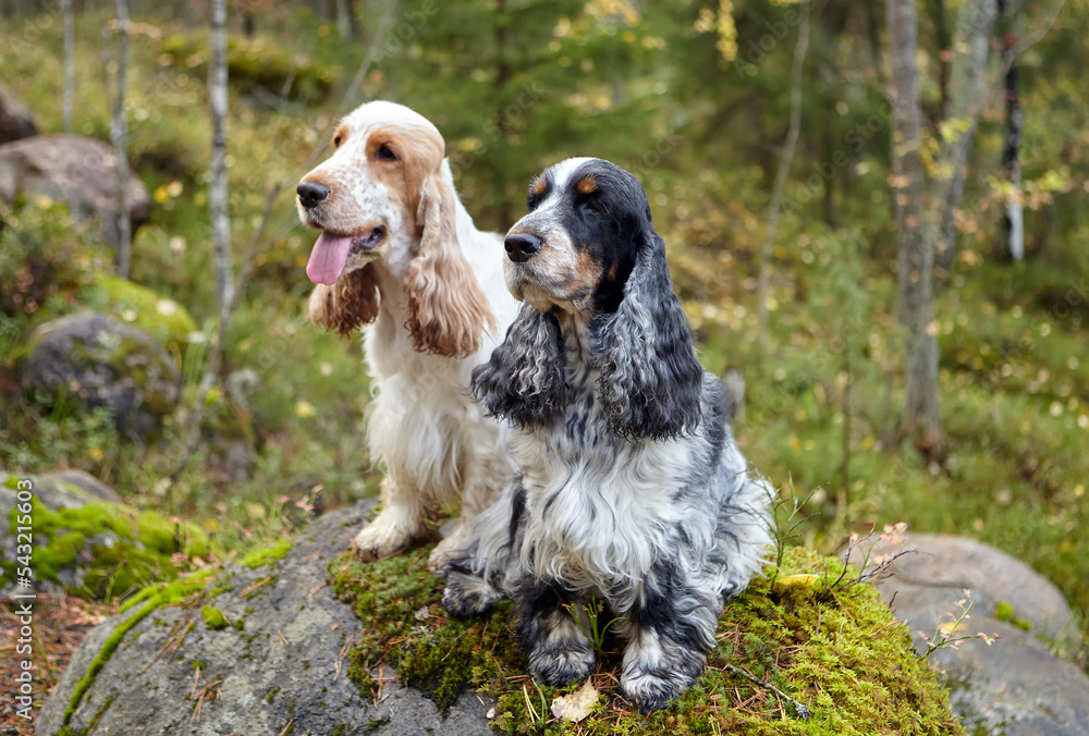 Portrait of English Cocker spaniels. Summer. Wildlife. Two dogs are sitting on a stone boulder and looking into the distance. The color is orange roan and blue roan. 