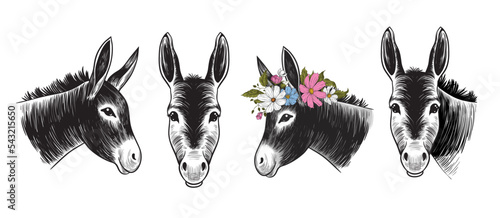 .Donkey heads. Hand drawn realistic animal portrait. Vintage vector set.