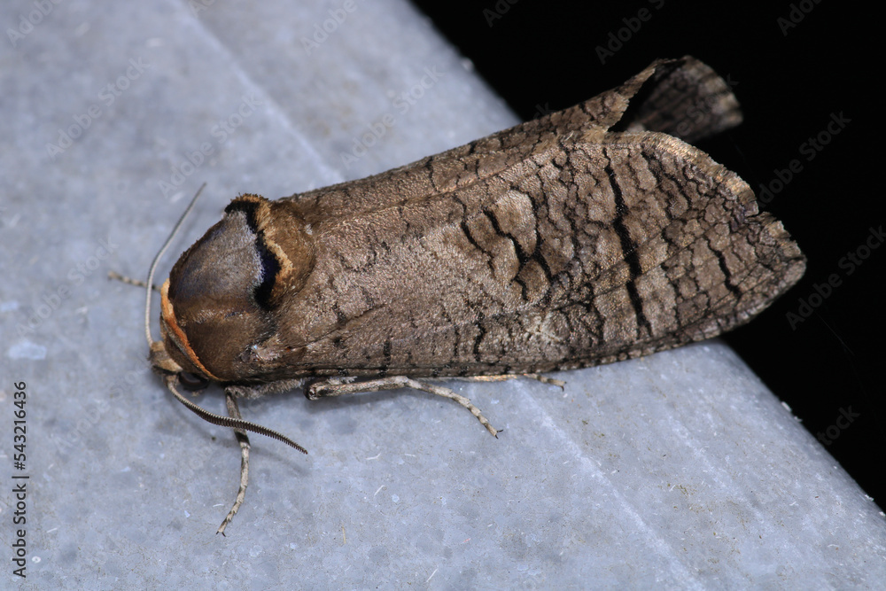 Obraz premium cossus cossus moth insect macro photo