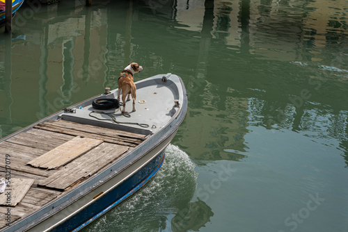 Cane su barca canale venezia 