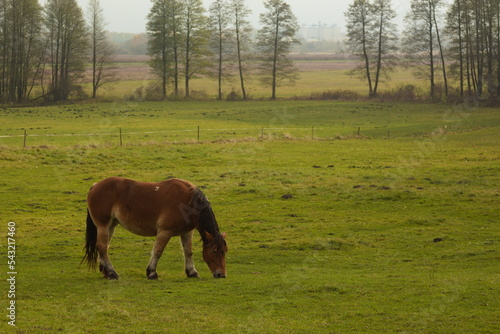 koń, przyroda, łąka