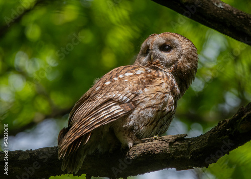 eagle owl on a branch