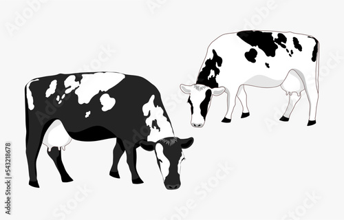 Two cash cows graze in a field, eating grass. Milkmaid in the meadow. Animals that feed on organic meadows. isolated flat vector illustration of a dairy farm