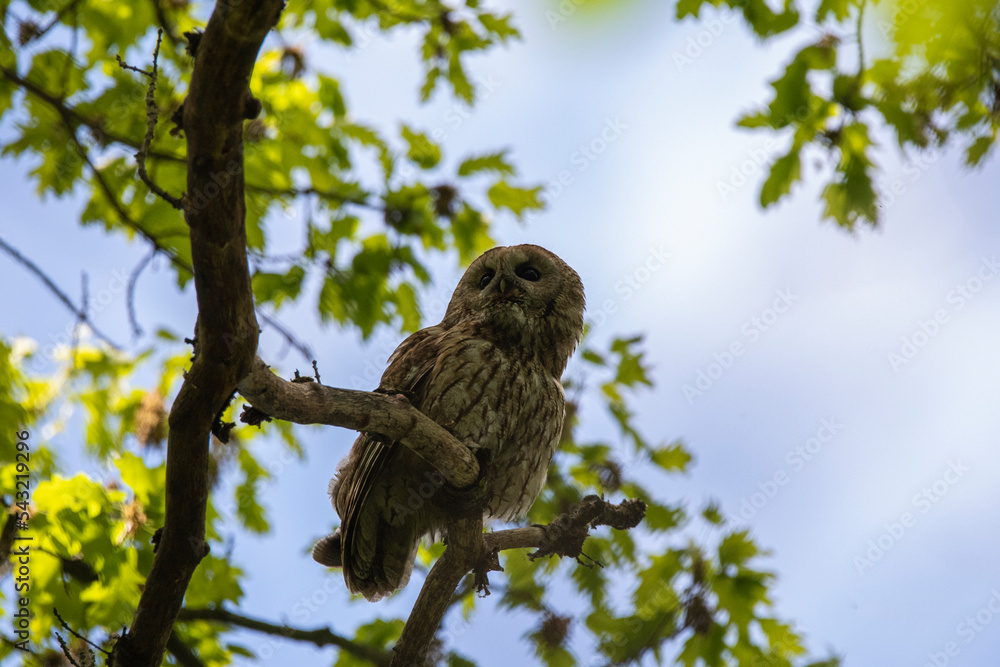owl on branch owl on branch
