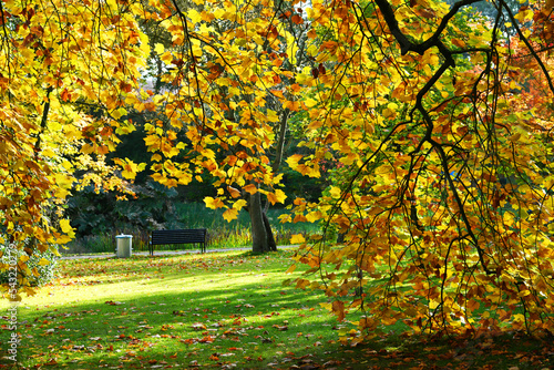 Bench in autumn park. Autumn landscape.