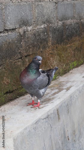 a dark pigeon is watching around