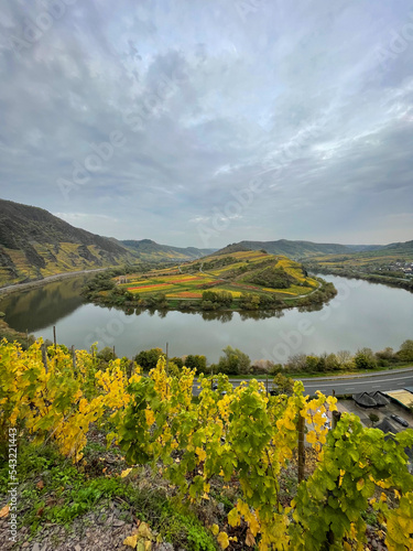 Stunning view of Moselle river loopd and Bremmer Calmont hill with Riesling grape vine plantations, famous Moselle loop in autumn time