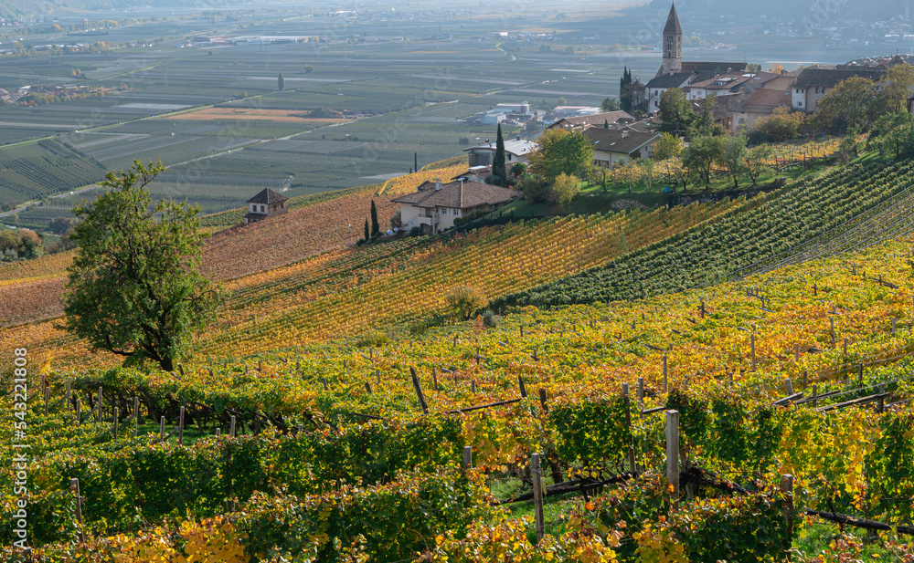 autumn vineyards landscape on the wine road in South Tyrol, northern Italy, Europe - Trentino Alto Adige