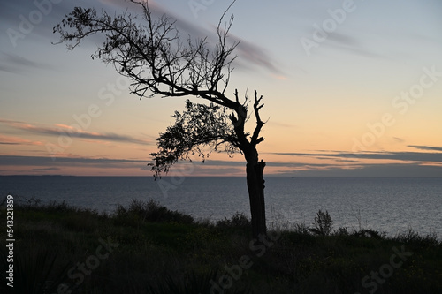 Silhouette of a remote standing tree on the seashore