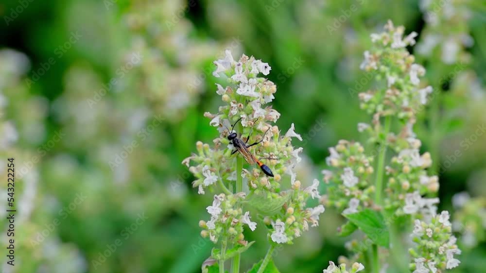 Ammophila (Podalonia) affinis wasp sitting on wild flowers. View macro in wildlife. Ammophila (Podalonia) affinis wasp sitting on wild flowers. View macro in wildlife.