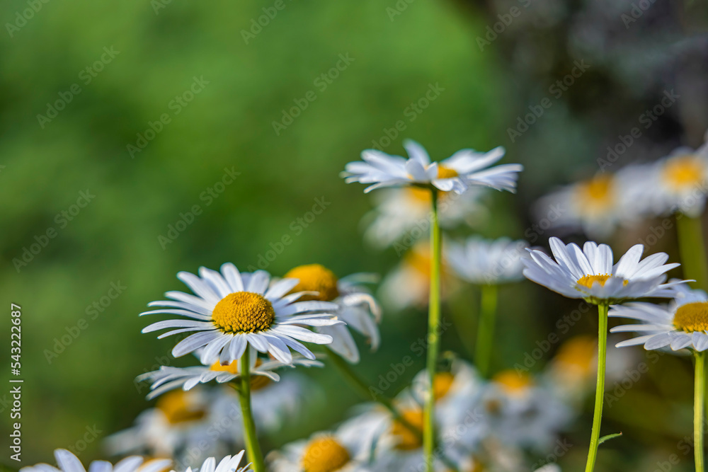 MARGUERITE OR BELLIS PERENNIS OR WILD DAISY FLOWERS GROWING ON MEADOW, WHITE CHAMOMILES ON GREEN GRASS BACKGROUND. OXEYE DAISY, LEUCANTHEMUM VULGARE, DAISIES, DOX-EYE, COMMON DAISY, DOG DAISY.