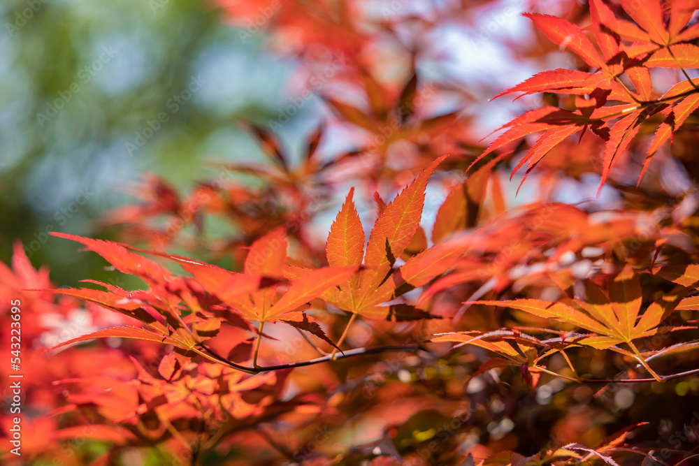 MAPLE TREE LEAF IN AUTUMN WITH VIVID COLORS IN GARDEN AT SAPA, LAO CAI, VIETNAM MAPLE TREE LEAF IN AUTUMN WITH VIVID COLORS IN GARDEN AT SAPA, LAO CAI, VIETNAM