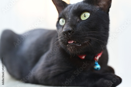 Canvas Print Focus on the mouth and nose of a black shorthair cat with blurred background