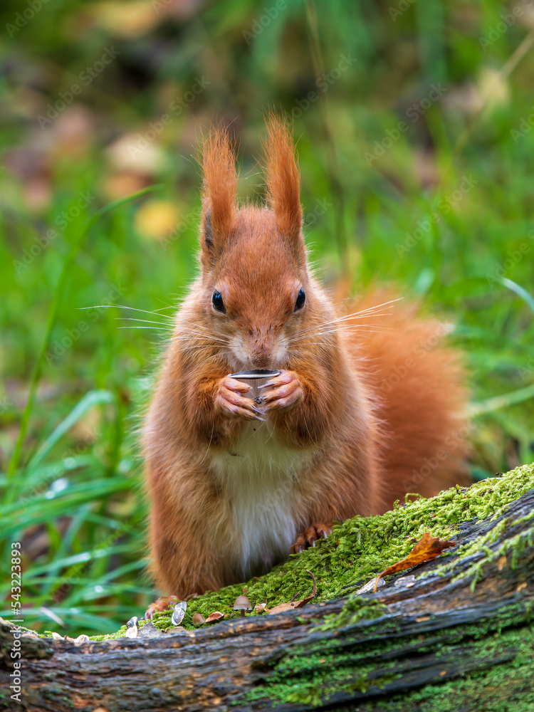 Close up of Red Squirrel Feeding Close up of Red Squirrel Feeding