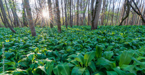 Sonnenuntergang im Bärlauchwald