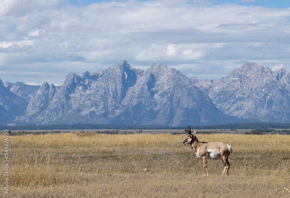 Pronghorn Antelope Buck in Grand Teton National Park in Autumn Pronghorn Antelope Buck in Grand Teton National Park in Autumn