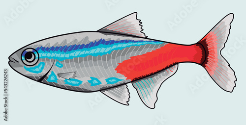 Neon Tetra Tropical Freshwater Fish (Paracheirodon innesi)