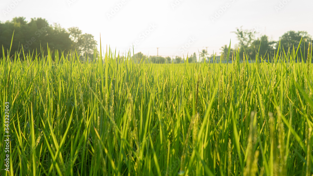 green rice field in beautiful golden sunrise on the farm green rice field in beautiful golden sunrise on the farm