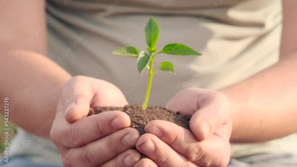 Slow Motion Close Up of Agronome Hands Keeping a Sweet Pepper Sprout. Male Hand Holding Small Green Seedling Ready for Plant with Pile of Arable Fertile Soil. Agriculture, Gardening or Ecology Concept Slow Motion Close Up of Agronome Hands Keeping a Sweet Pepper Sprout. Male Hand Holding Small Green Seedling Ready for Plant with Pile of Arable Fertile Soil. Agriculture, Gardening or Ecology Concept