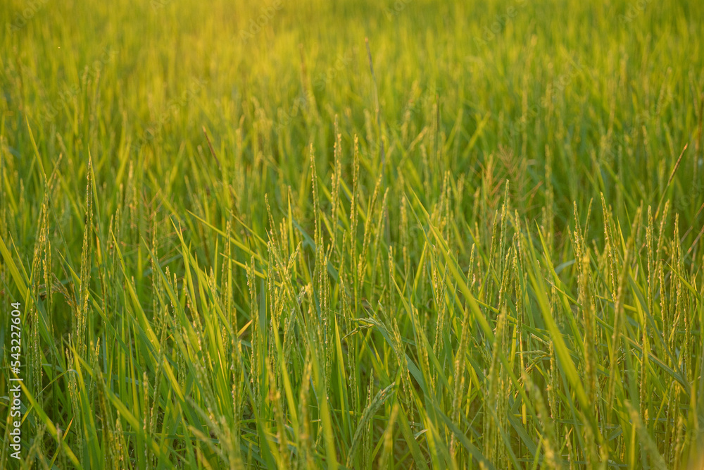 rice field in Beautiful sunrise rice field in Beautiful sunrise