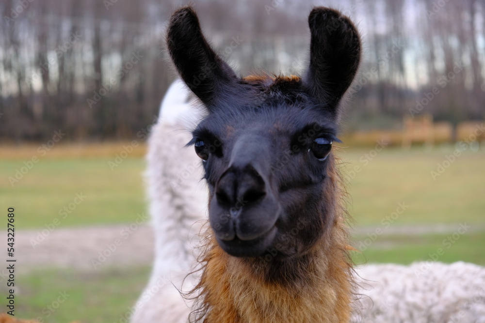 Fototapeta premium A lama with a black muzzle and brown fur looks into the camera. Concept: zoo, keeping llamas on a farm, raising animals, horizontal frame 