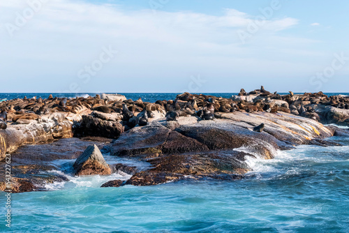 Cape fur seals resting on an island in the Indian Ocean. photo
