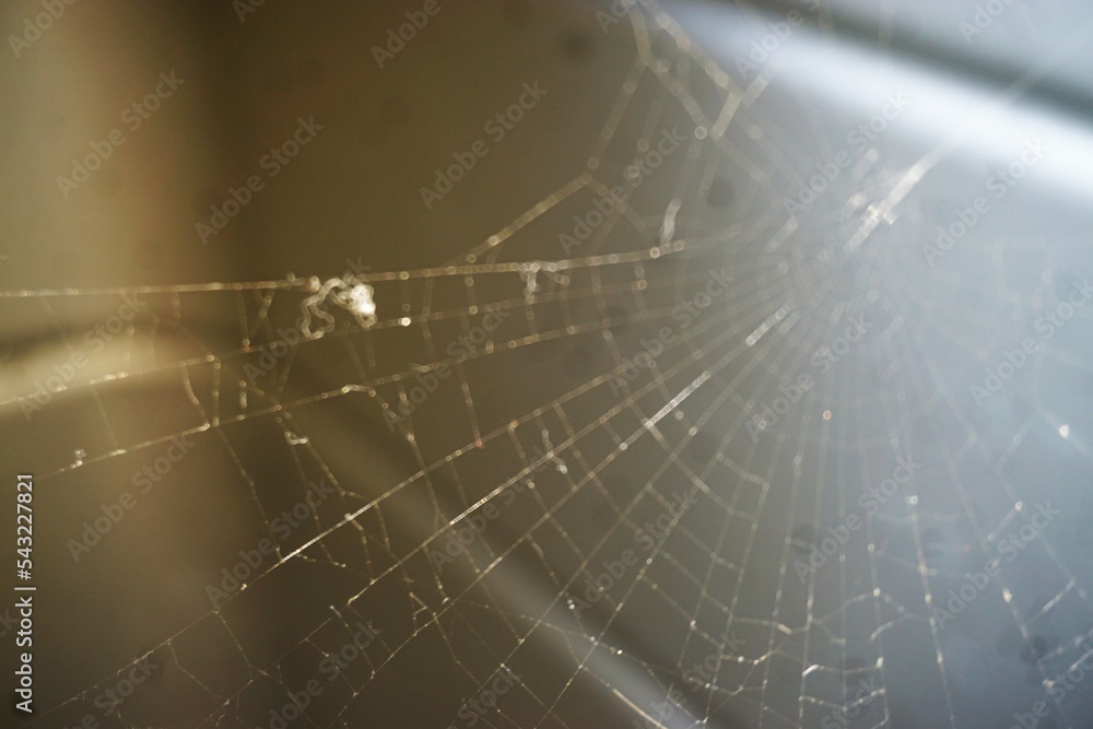 Spinnennetz über silberner Metallfläche mit Licht bei Nacht im Herbst