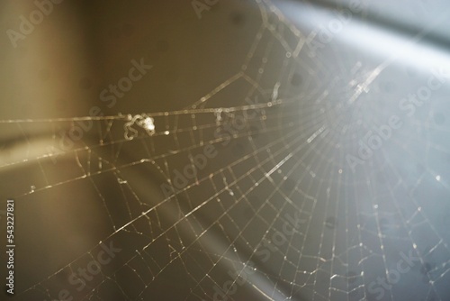 Spinnennetz über silberner Metallfläche mit Licht bei Nacht im Herbst