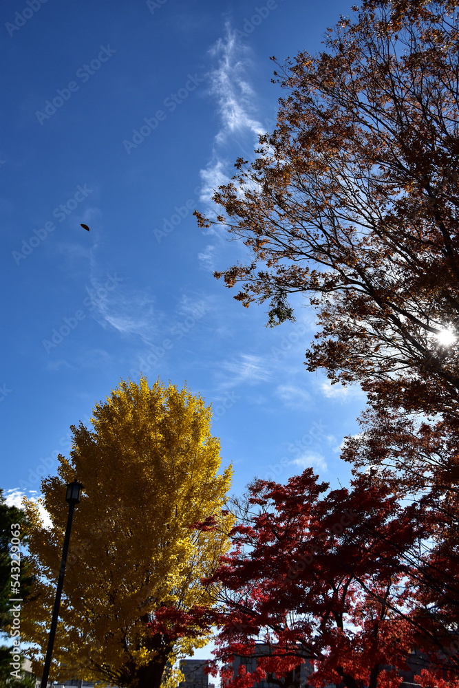 Obraz premium 秋の訪れ 秋晴れの空と色づいた木々