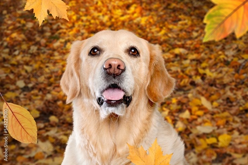 Funny domestic dog at autumn fall background
