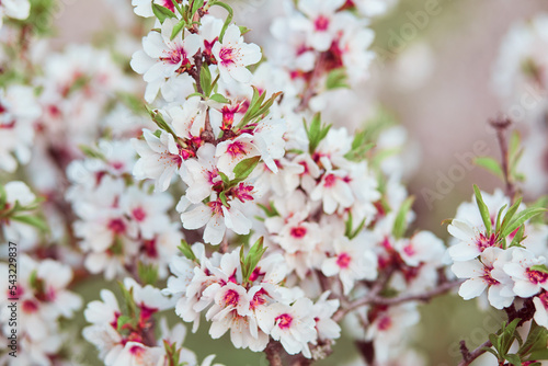 pink almond blossom © Daria
