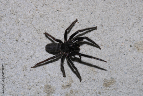 segestriidae black spider macro photo photo