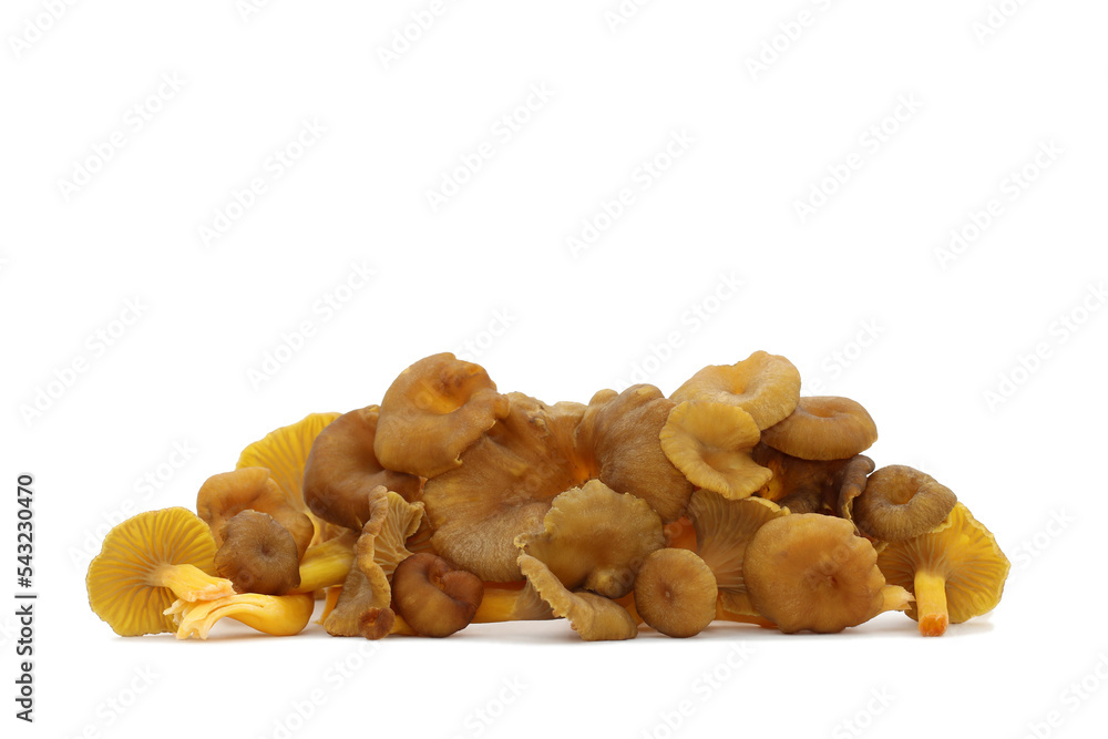 A bunch of wild edible funnel chanterelle mushrooms lies on a white background. Brown caps with decurrent pale gills and yellow hollow stalks. Craterellus tubaeformis aka yellowfoot or winter mushroom