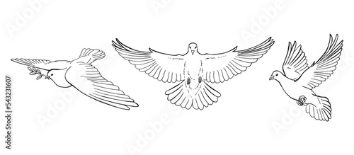 Set of dove outline. Line art style isolated. Hand drawn vector illustration.
