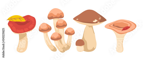 Different edible wild mushrooms vector illustrations set. Collection of cartoon drawings of fungi, russula, porcini, milk mushroom isolated on white background. Nature, food concept