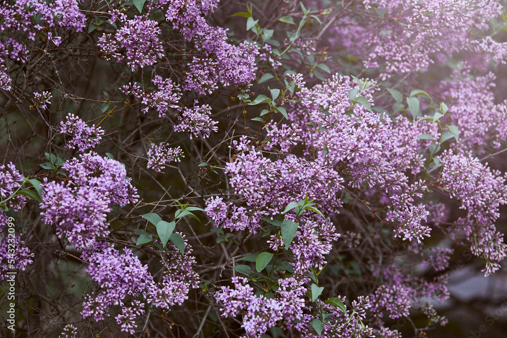 lilac flowers in the park Stock Photo | Adobe Stock